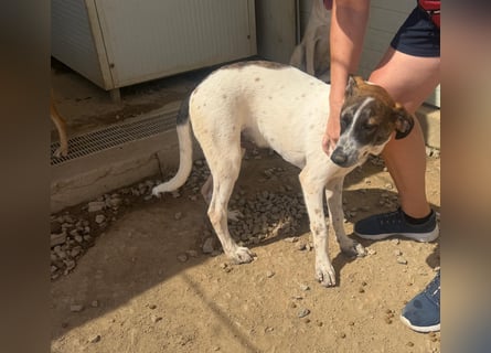 Steven: Familienhund in schöner Größe