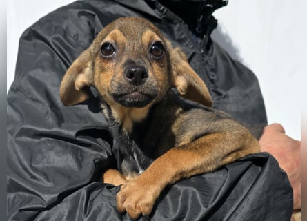 Nico: mit Mama und Papa ins Tierheim