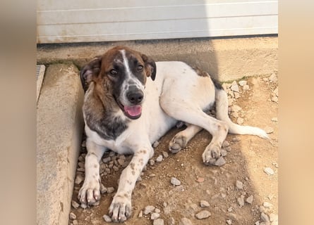 Steven: Familienhund in schöner Größe