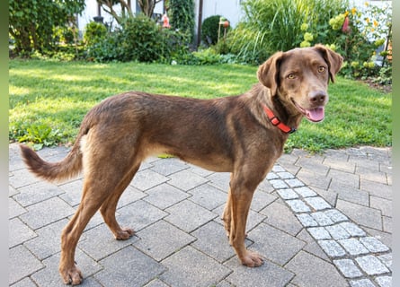 Liza: Traumhund ohne Wenn und Aber