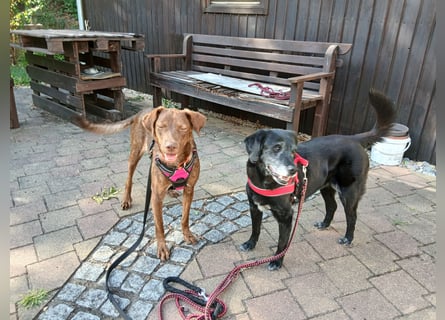 Liza: Traumhund ohne Wenn und Aber