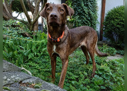 Liza: Traumhund ohne Wenn und Aber