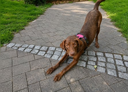 Liza: Traumhund ohne Wenn und Aber