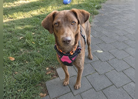 Liza: Traumhund ohne Wenn und Aber