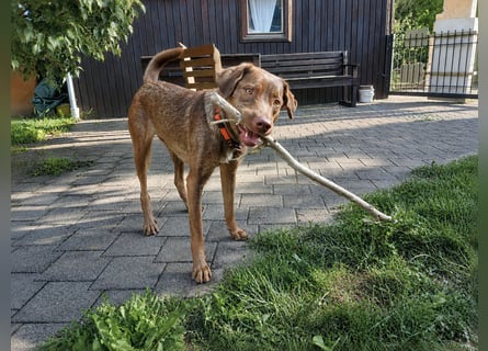 Liza: Traumhund ohne Wenn und Aber