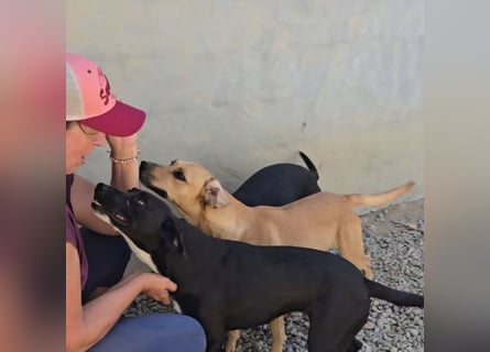 Jasmine: ein Schatz für die ganze Familie