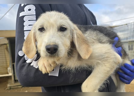 Cupcake: einfach nur Zucker