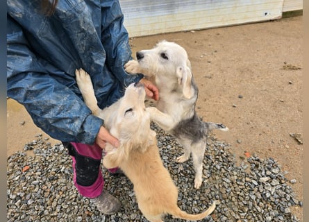 Cupcake: einfach nur Zucker