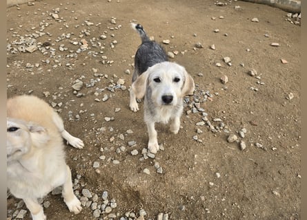 Cupcake: einfach nur Zucker