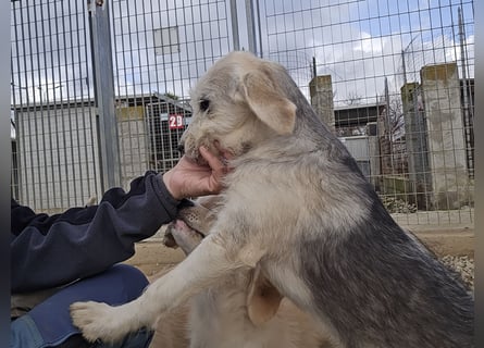 Cupcake: einfach nur Zucker