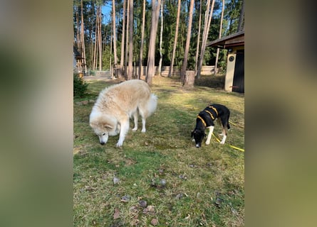 Zero: was für ein toller Junghund