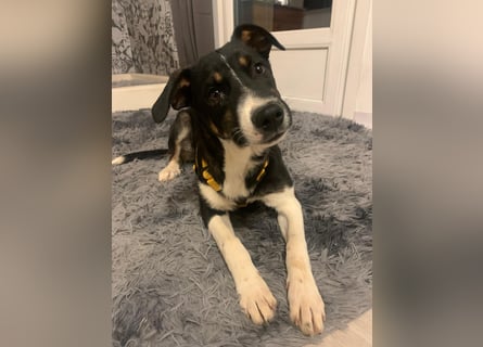 Zero: was für ein toller Junghund