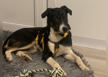 Zero: was für ein toller Junghund