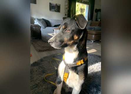 Zero: was für ein toller Junghund