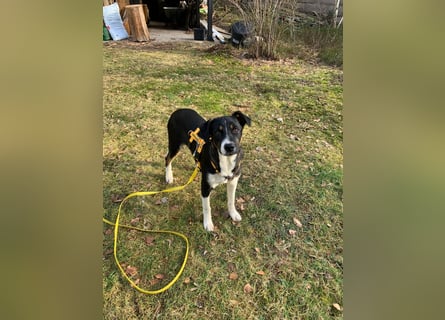 Zero: was für ein toller Junghund