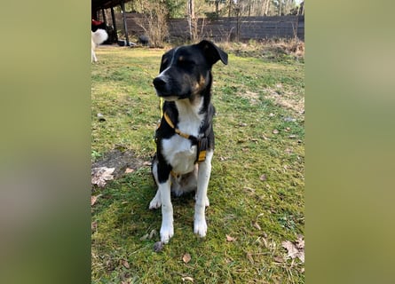 Zero: was für ein toller Junghund