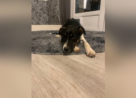 Zero: was für ein toller Junghund