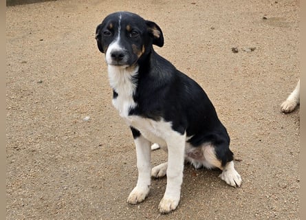 Zero: er wäre gerne Familienhund