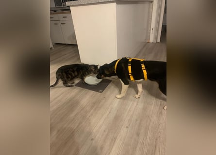 Zero: was für ein toller Junghund