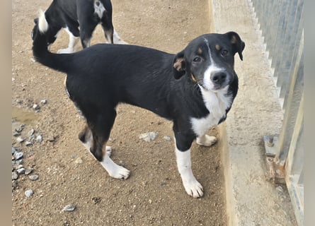 Zero: er wäre gerne Familienhund