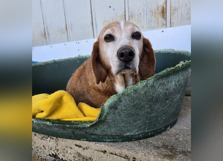 Perla: darf sie noch einmal Liebe spüren?