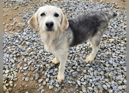 Cupcake: einfach nur Zucker