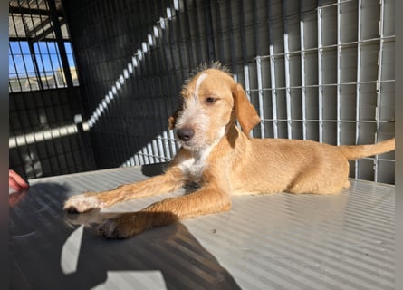 Simon: kleiner Herzensbrecher