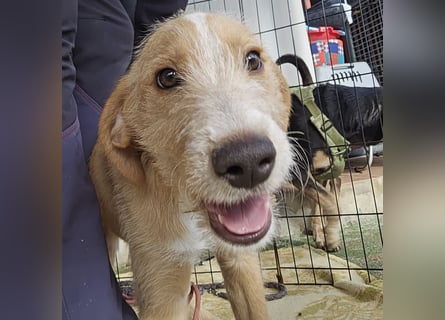 Simon: kleiner Herzensbrecher