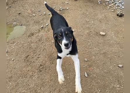 Zero: er wäre gerne Familienhund