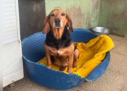 Fine: eine Seele von Hund