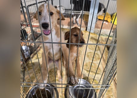 Simon: kleiner Herzensbrecher