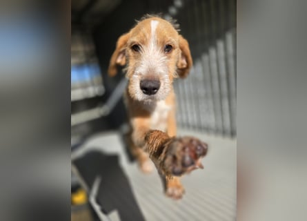 Simon: kleiner Herzensbrecher