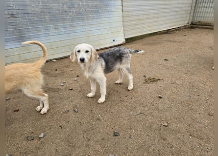 Cupcake: einfach nur Zucker