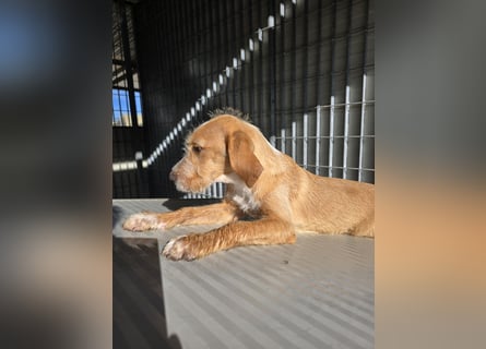 Simon: kleiner Herzensbrecher