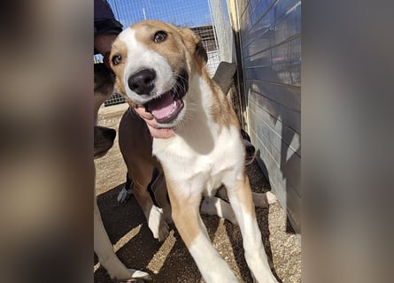 Billie: unkomplizierte Familienhündin