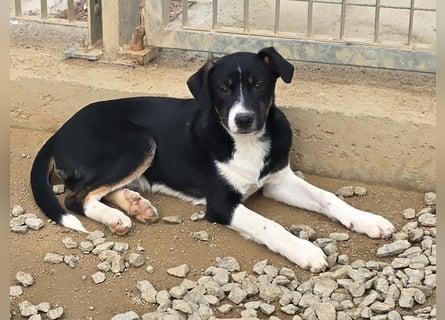 Zero: er wäre gerne Familienhund