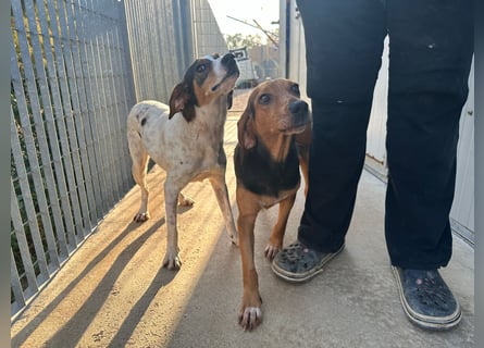 Fine: eine Seele von Hund