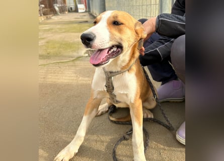 Billie: unkomplizierte Familienhündin