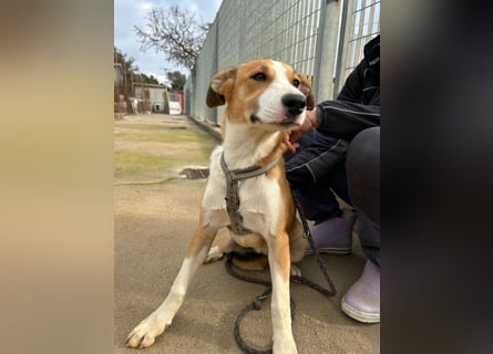 Billie: unkomplizierte Familienhündin