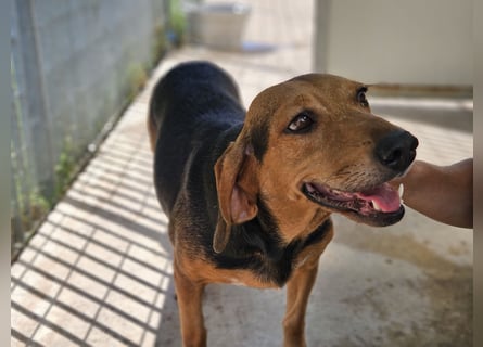 Fine: eine Seele von Hund