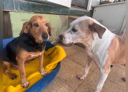 Fine: eine Seele von Hund