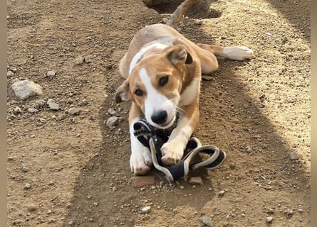 Billie: unkomplizierte Familienhündin