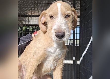 Simon: kleiner Herzensbrecher