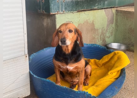 Fine: eine Seele von Hund