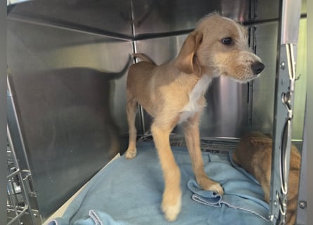 Simon: kleiner Herzensbrecher