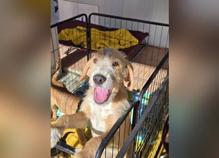 Simon: kleiner Herzensbrecher