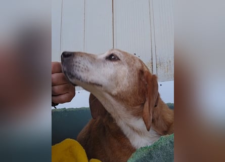 Perla: darf sie noch einmal Liebe spüren?