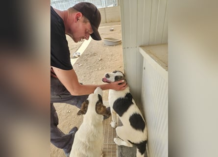Carlo: sein Blick ist unwiderstehlich