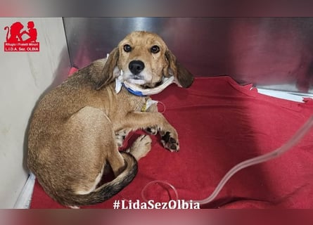 Lilli: sie muss man lieb haben