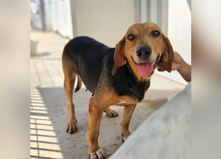 Fine: eine Seele von Hund